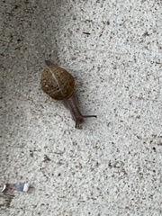 Cornu aspersum