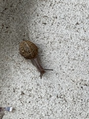 Cornu aspersum