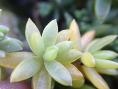Suaeda novae-zelandiae