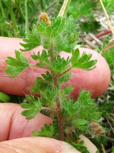 Image of Acalypha radians by (c) Annika Lindqvist, some rights reserved (CC BY)