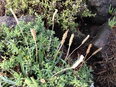 Suaeda novae-zelandiae
