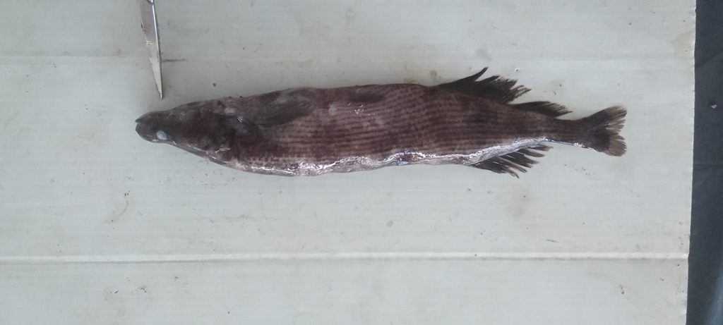 Zwarte olifantssnuitvis (Mormyrops nigricans) — Mormyridae