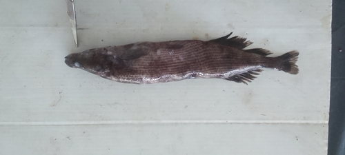 Dark elephantfish (Mormyrops nigricans) — Mormyridae