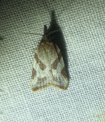 Sparganothis senecionana