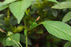 Acalypha australis