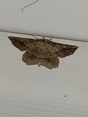 Euchlaena deplanaria