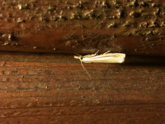 Crambus laqueatellus