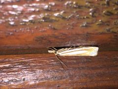 Crambus laqueatellus