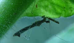Bactrodes spinulosus