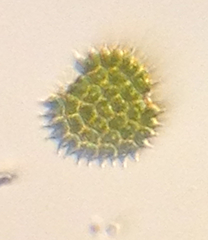 Pseudopediastrum boryanum