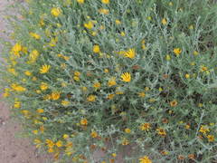 Xanthisma spinulosum