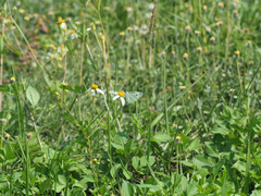 Pieris rapae crucivora
