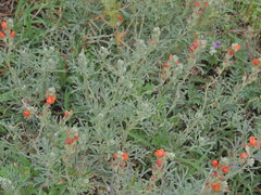 Sphaeralcea coccinea
