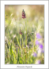 Anacamptis coriophora