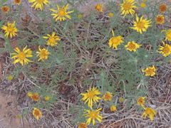 Xanthisma spinulosum
