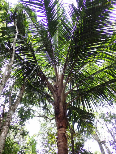 Ravenea madagascariensis