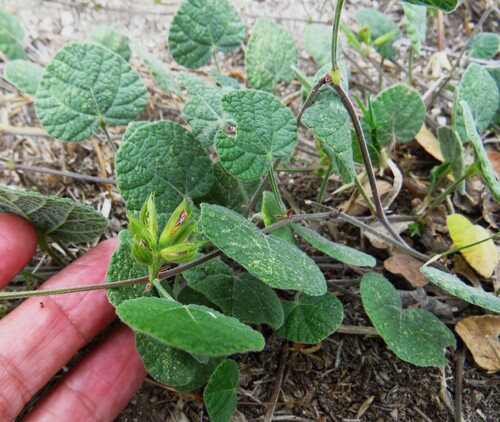 Image of Rhynchosia americana by (c) Annika Lindqvist, some rights reserved (CC BY)