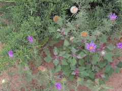 Machaeranthera tanacetifolia