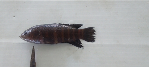 Dwarf climbing perch (Microctenopoma nanum) — Anabantidae