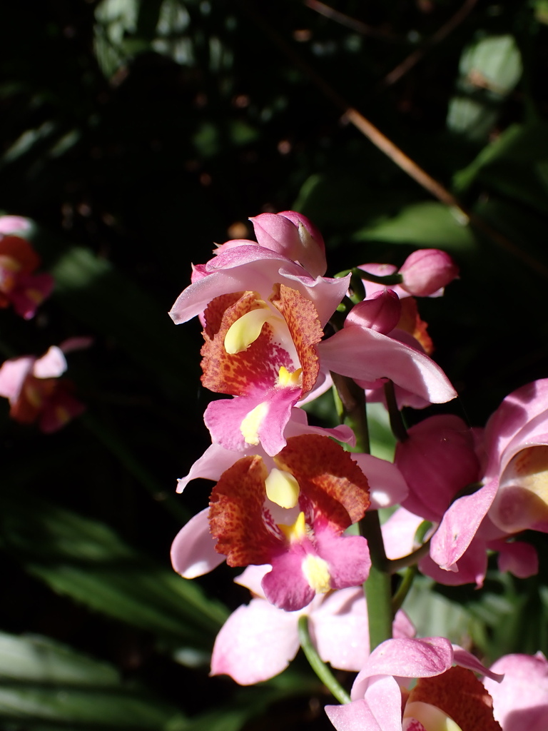 Calanthe francoisii