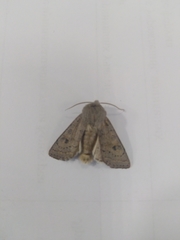 Orthosia gracilis