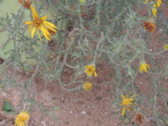 Xanthisma spinulosum