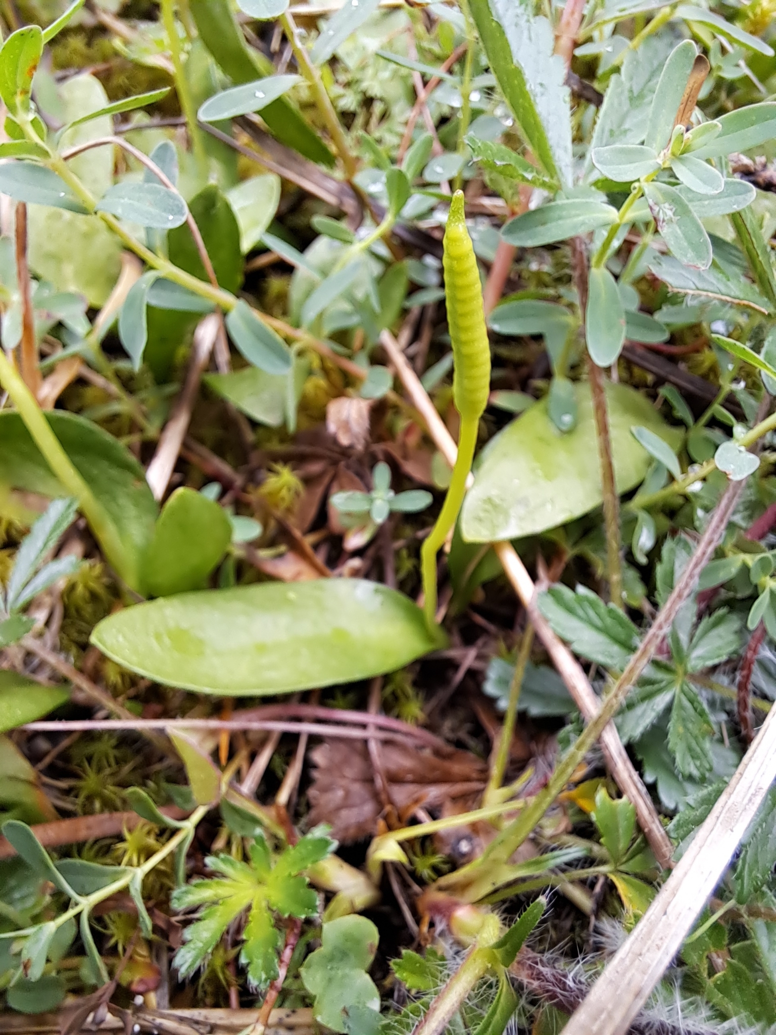 Ophioglossum ×