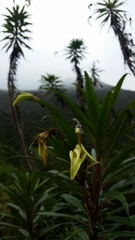 Siphocampylus lucidus