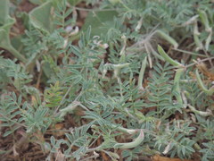 Astragalus nuttallianus austrinus