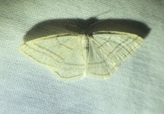 Protitame subalbaria