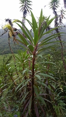 Siphocampylus lucidus