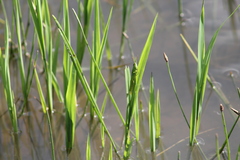 Stenacris vitreipennis