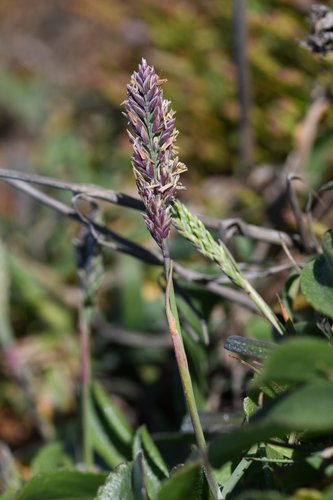 San Francisco bluegrass (Poa unilateralis)
