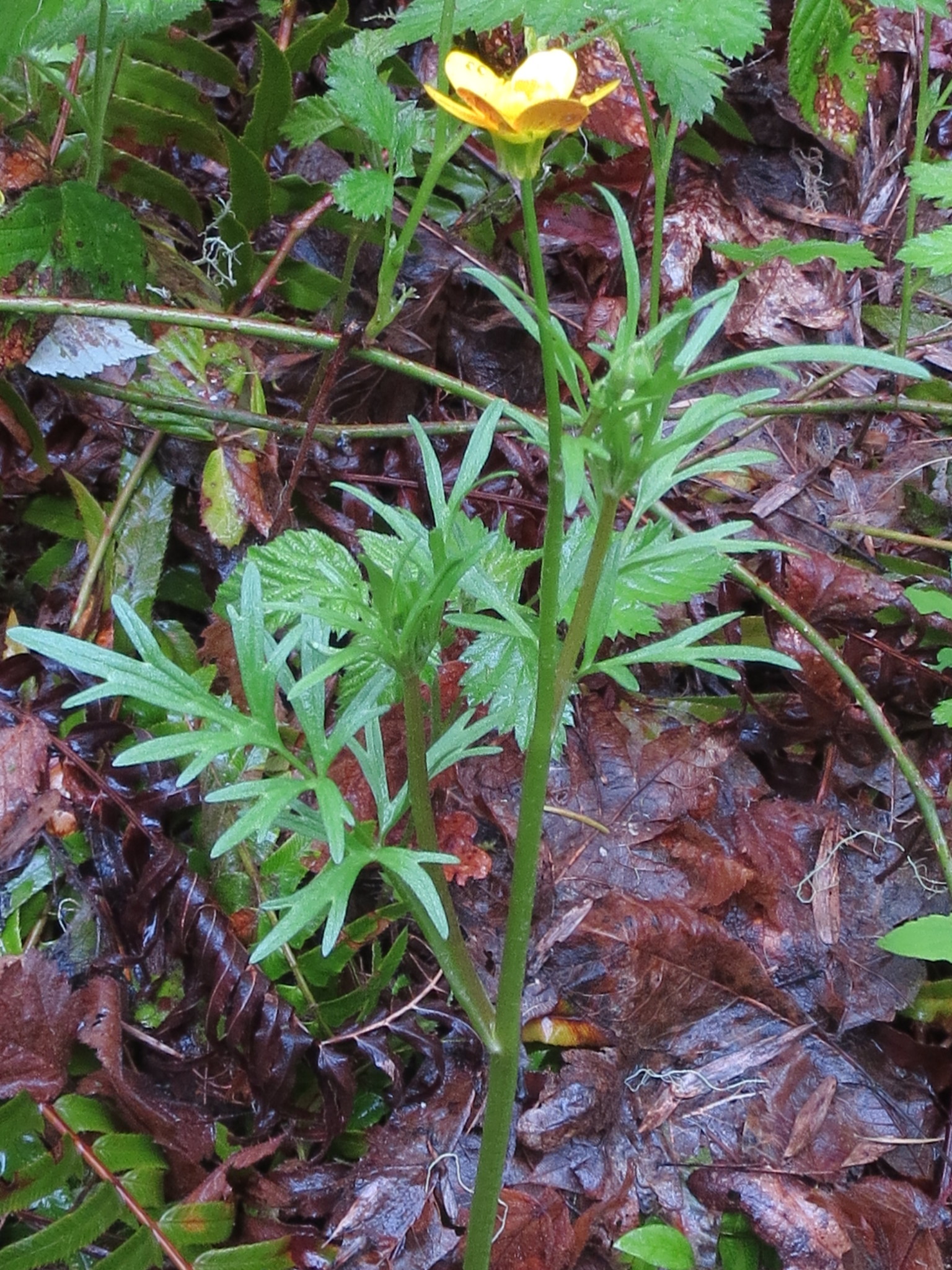 Ranunculus orthorhynchus var. orthorhynchus