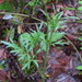Ranunculus orthorhynchus orthorhynchus - Photo (c) Howard Bruner, algunos derechos reservados (CC BY-NC), subido por Howard Bruner
