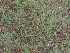 Bouteloua dactyloides