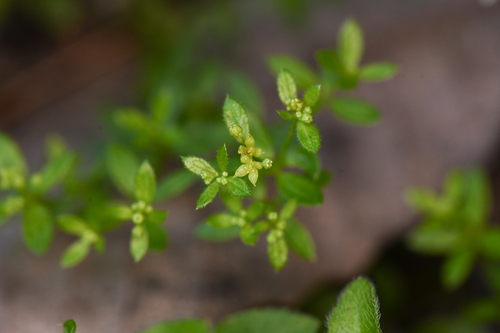 Humboldt bedstraw (Galium muricatum)