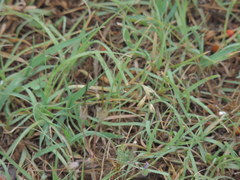 Bouteloua dactyloides