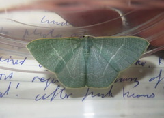 Pelagodes antiquadraria