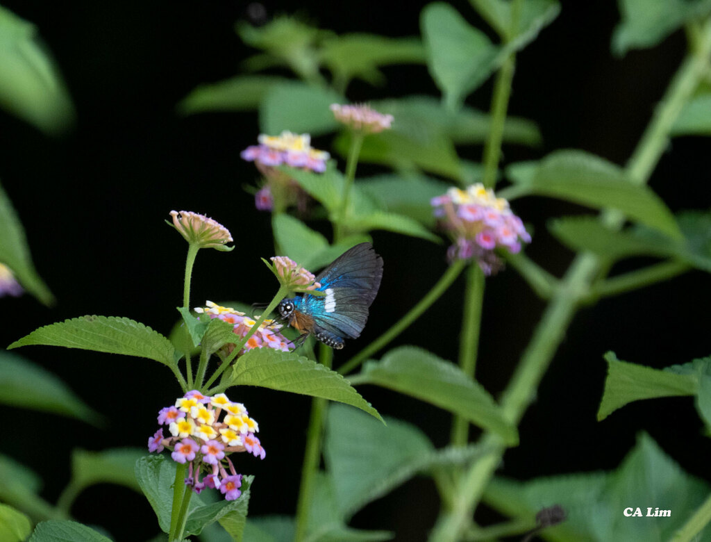 Blue Policeman from 4GCG+PFC Zika Forest, Kisubi, Uganda on May 13 ...