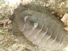 Chiton glaucus