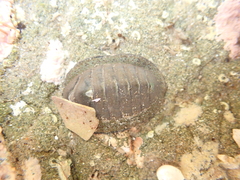 Chiton glaucus