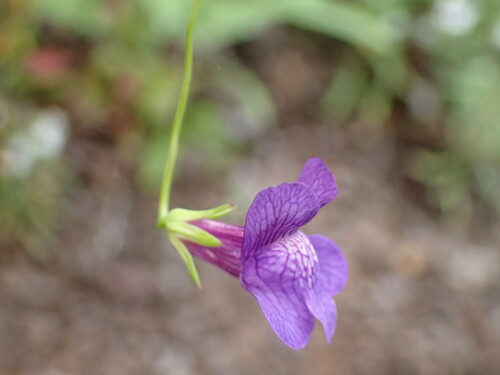 Image of Neogaerrhinum strictum by (c) George Williams, some rights reserved (CC BY)