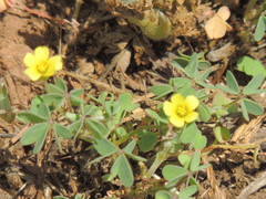 Oxalis corniculata