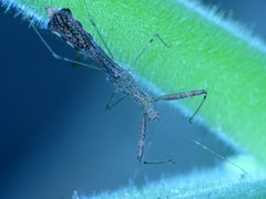 Bactrodes spinulosus