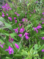Bletilla striata