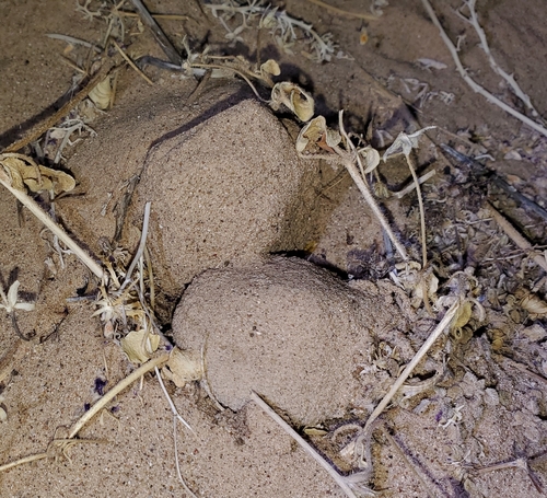 Image of Pholisma sonorae by (c) Bob Miller, some rights reserved (CC BY)
