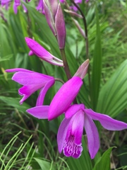 Bletilla striata