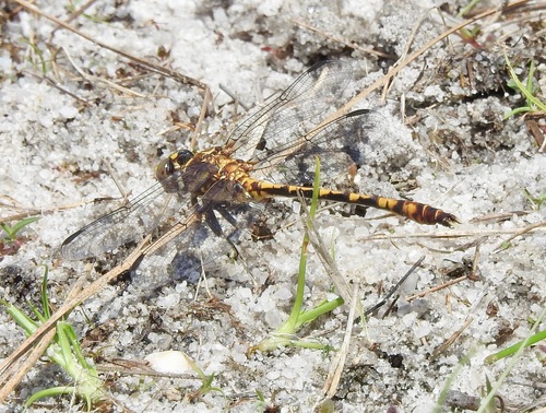 Tawny Sanddragon photo 5