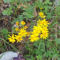 Packera coahuilensis